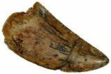 Serrated, Raptor Tooth - Real Dinosaur Tooth #295961-1